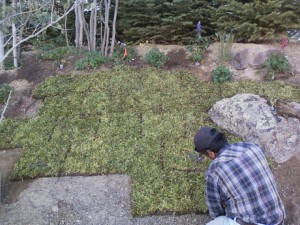 Wildflower Sod