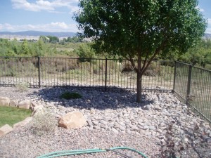 Spring Snow Crabapple